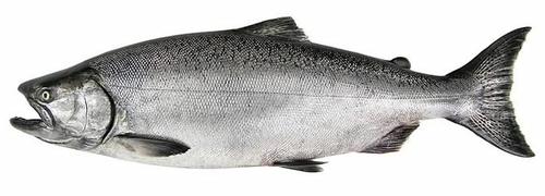 Chinook Salmon